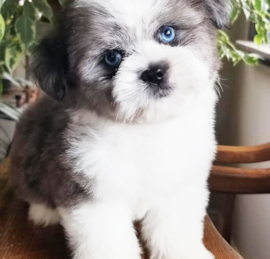 Saussie Puppies For Sale - Windy City Pups