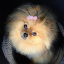 Cute Pomeranian Purebred Pup