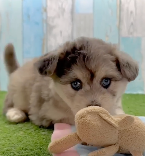Petite Mini Pomskydoodle Pup