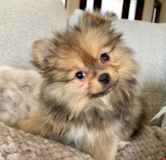 Pomeranian Being Cute