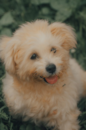 Cute Pomapoo Pup