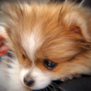 Cute Pomeranian Purebred Pup