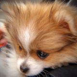 Cute Pomeranian Purebred Pup