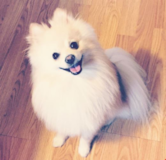 Cute Pomeranian Purebred Pup