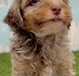 Havanese Poodle Puppies For Sale - Windy City Pups