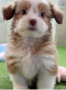 Cute Saussie Pup Cute Saussie Pup