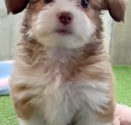 Auss-Tzu Puppies For Sale - Windy City Pups