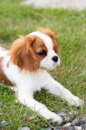 Cute Cavalier King Charles Spaniel Purebred Pup