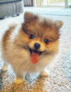 Cute Pomeranian Purebred Pup