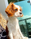 Cute Cavalier King Charles Spaniel Purebred Pup