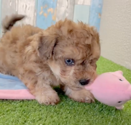 Bichpoo Puppies For Sale - Windy City Pups