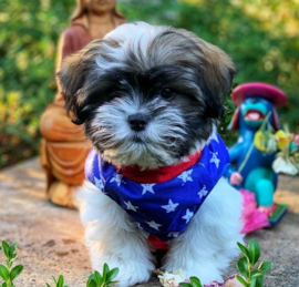 Teddy Bear Puppies For Sale - Windy City Pups