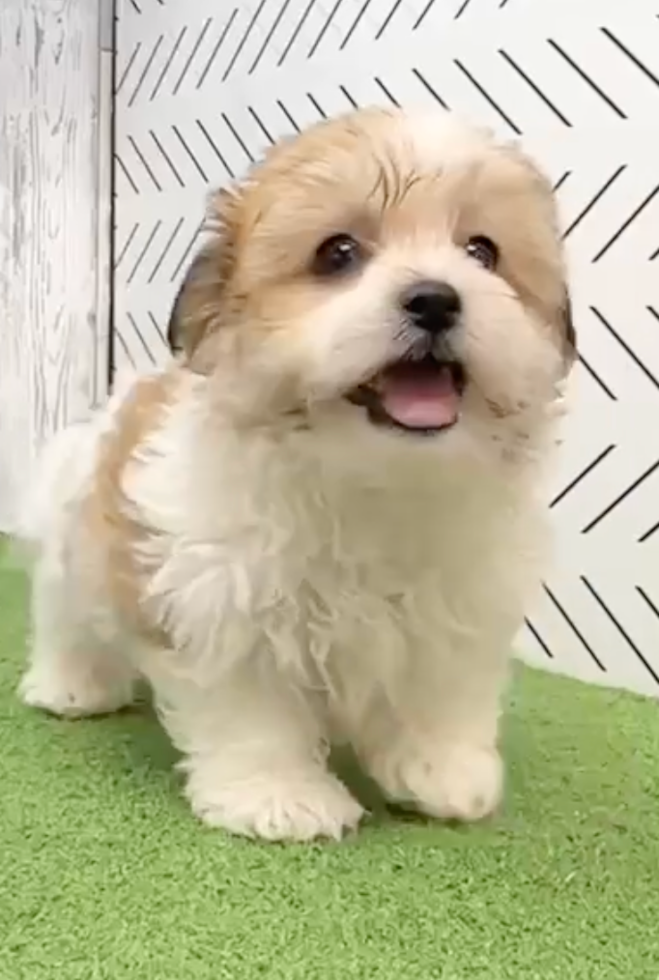 Cute Havashon Designer Pup