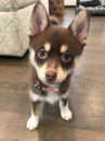 Cute Pomsky Pup