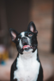 Boston Terrier Being Cute Boston Terrier Being Cute