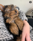 Cute Yorkshire Terrier Pup