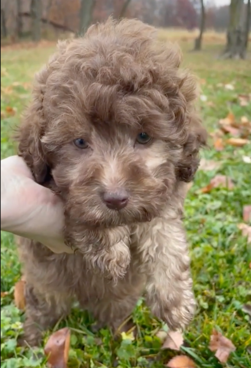 Cute Mini Labradoodle Pup