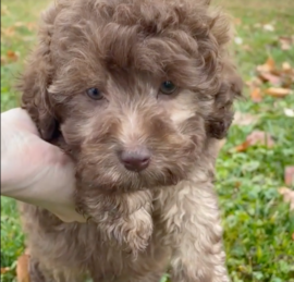 Labrapoo Puppies For Sale - Windy City Pups