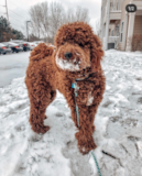 Cute Mini Goldendoodle Pup