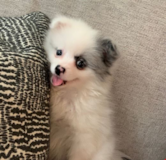 Cute Pomeranian Pup