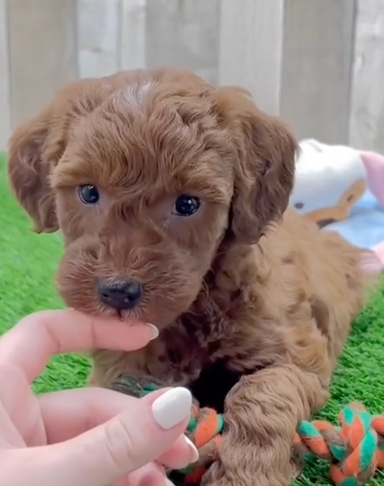 Cute Mini Irishdoodle Poodle Mix Pup