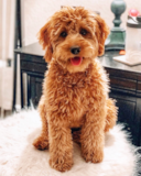 Mini Goldendoodle Being Cute