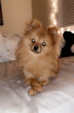 Cute Pomeranian Purebred Pup