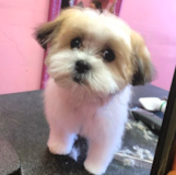 Cute Shichon Designer Pup