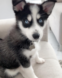Cute Pomsky Designer Pup