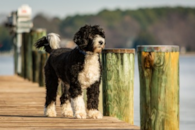 Cute Portuguese Water Dog Purebred Pup