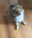 Cute Pomeranian Pup