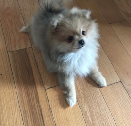 Pom Puppies For Sale - Windy City Pups
