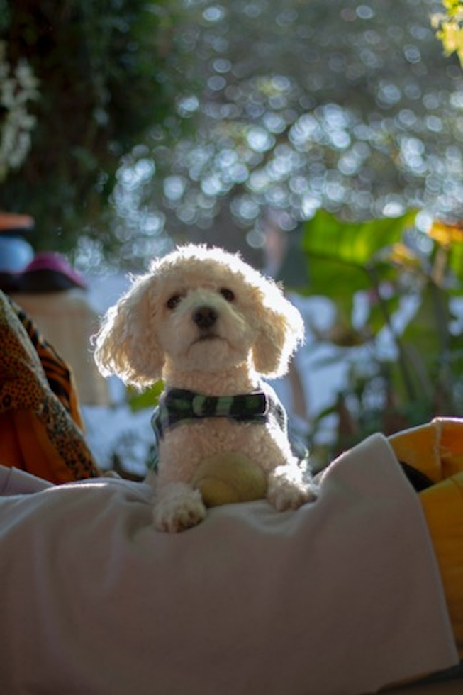 Cute Bichon Frise Purebred Pup