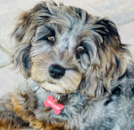 Cute Cockapoo Poodle Mix Pup