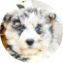 Mini Huskydoodle Puppy For Sale - Windy City Pups