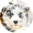 Mini Huskydoodle Puppies For Sale - Windy City Pups