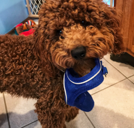 Cockerpoo Puppies For Sale - Windy City Pups