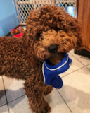 Cute Cocker Poodle Mix Pup