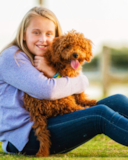 Cockapoo Being Cute