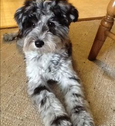 Mini Schnoodle Puppies For Sale - Windy City Pups