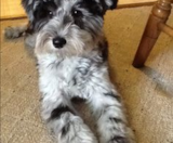 Mini Schnoodle Puppies For Sale Windy City Pups