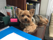 Cute Yorkshire Terrier Purebred Pup