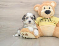 6 week old Aussiechon Puppy For Sale - Windy City Pups