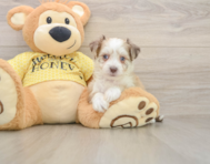 7 week old Aussiechon Puppy For Sale - Windy City Pups