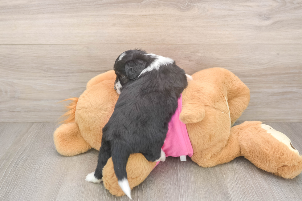 Aussiechon Pup Being Cute