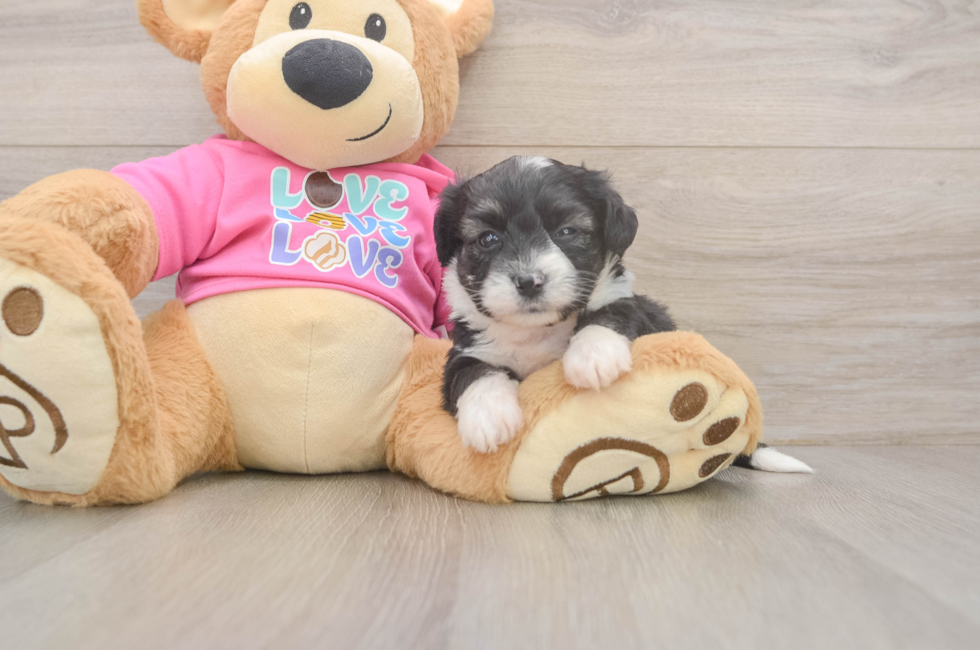 5 week old Aussiechon Puppy For Sale - Windy City Pups