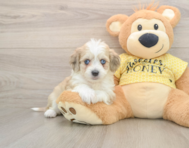 8 week old Aussiechon Puppy For Sale - Windy City Pups