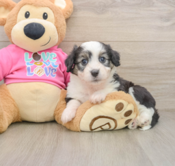 6 week old Aussiechon Puppy For Sale - Windy City Pups