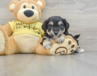 8 week old Aussiechon Puppy For Sale - Windy City Pups