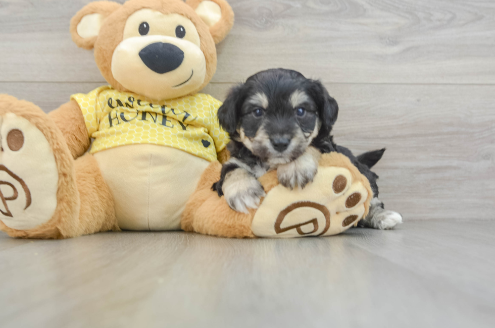 5 week old Aussiechon Puppy For Sale - Windy City Pups